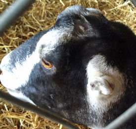 Lamancha goat with no ears.